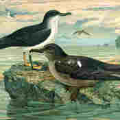 Manx Shearwater